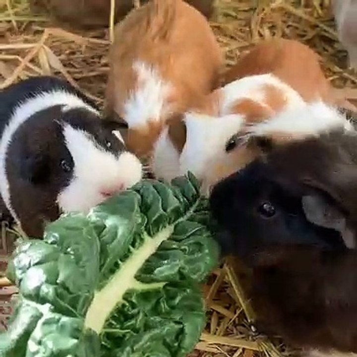 Regardez comment ces cochons d'Indes se précipitent pour manger. Adorable !