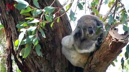The Koala Is Now ‘Functionally Extinct’ Experts Say