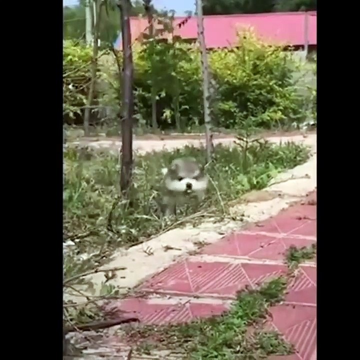 #2 Cute Pets