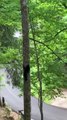 Bear Cub Climbs Down Tree After Seeing Their Family Leave the Area