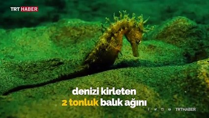Yunanistan'da denizden 2 ton balık ağı çıkarıldı