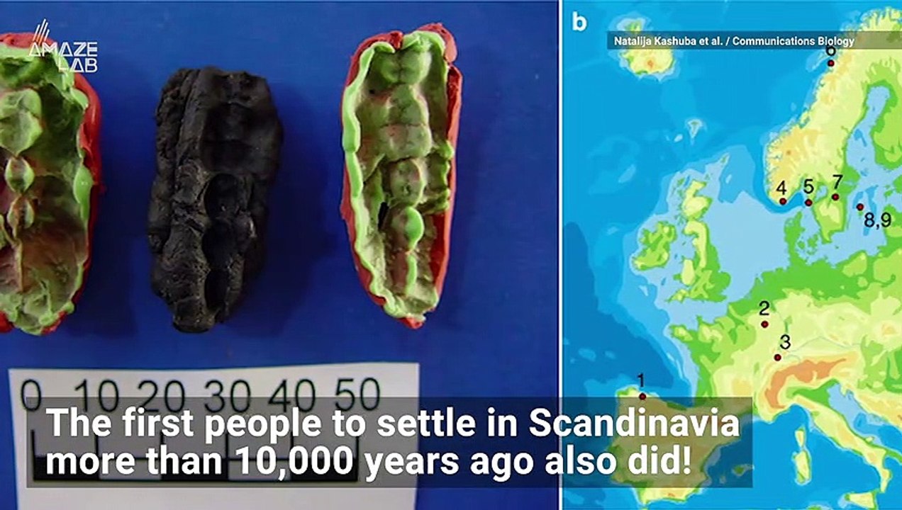 Oldest Scandinavian DNA Discovered in Ancient Chewing Gum