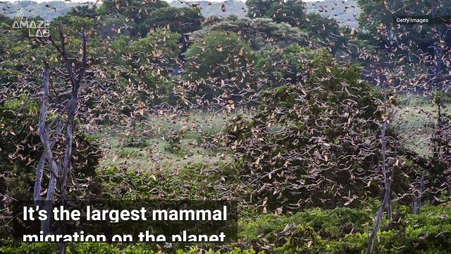 Millions of Cat-Sized Bats Cover the Sky in Largest Mammal Migration