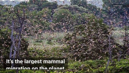Millions of Cat-Sized Bats Cover the Sky in Largest Mammal Migration