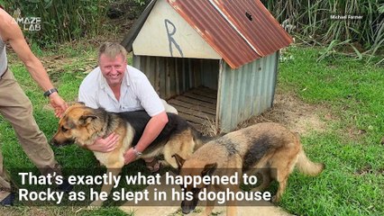 Rare Clay Meteorite Crashes Through Doghouse in Costa Rica