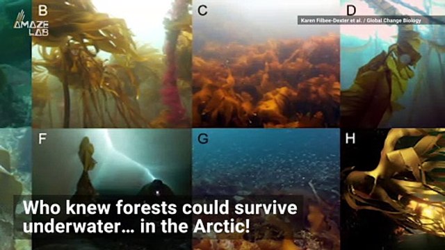 There's an Underwater Forest in the Arctic that's Growing Rapidly