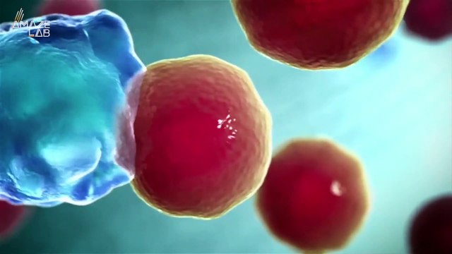 Large Animals Should Have A Higher Chance of Getting Cancer, So Why Don’t They?