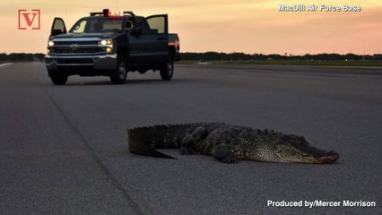 Alligator Found Blocking Runway on Florida Air Force Base