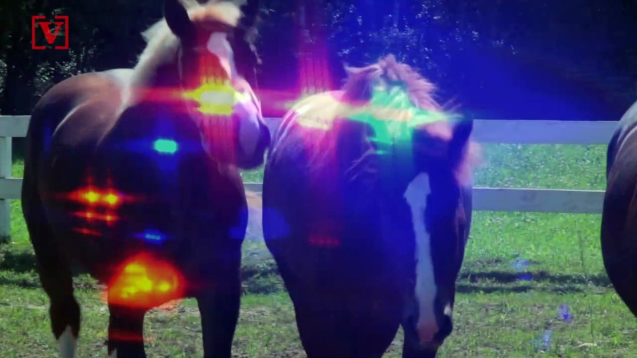 Horse Owner Gets No Jail Time For Over 30 Counts of Animal Cruelty