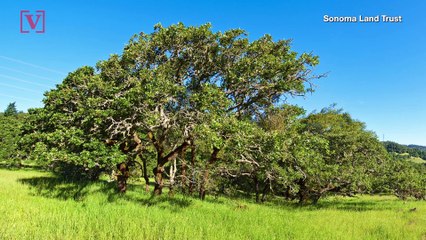 Couple Fined Nearly $600,000 for Uprooting 180-Year-Old Oak Tree