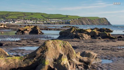 Fossil Forest! Recent Storm Reveals Ancient Trees That Are More Than 4,500 Years Old!