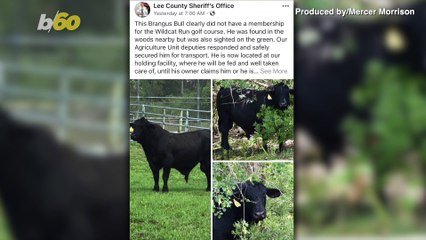 No, Not An Alligator On This Florida Golf Course, But A Bull!