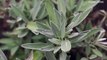 5 Herbs Everyone Should Grow at Home, According to a Master Gardener