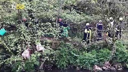 Rescue Workers Save Cow… Stuck in a Tree