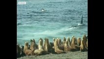 Killer Whales Hunt Sea Lions - Trials Of Life - BBC Earth