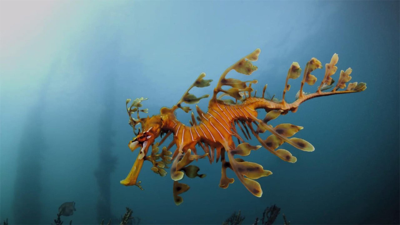This Aquarium Just Added an Exhibit of Ultra-rare Sea Dragons — See the Photos