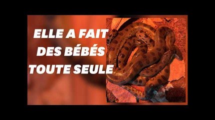 Anna l&#39;anaconda a fait des bébés toute seule