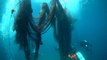 Watch: Divers remove two tonnes of plastic fishing nets from sea bed