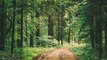 Woodland Forest Rain | 10 Hours - 4K,  Sound of Rain Meditation, Autogenic Training, Relaxing Sounds for Deep Sleep