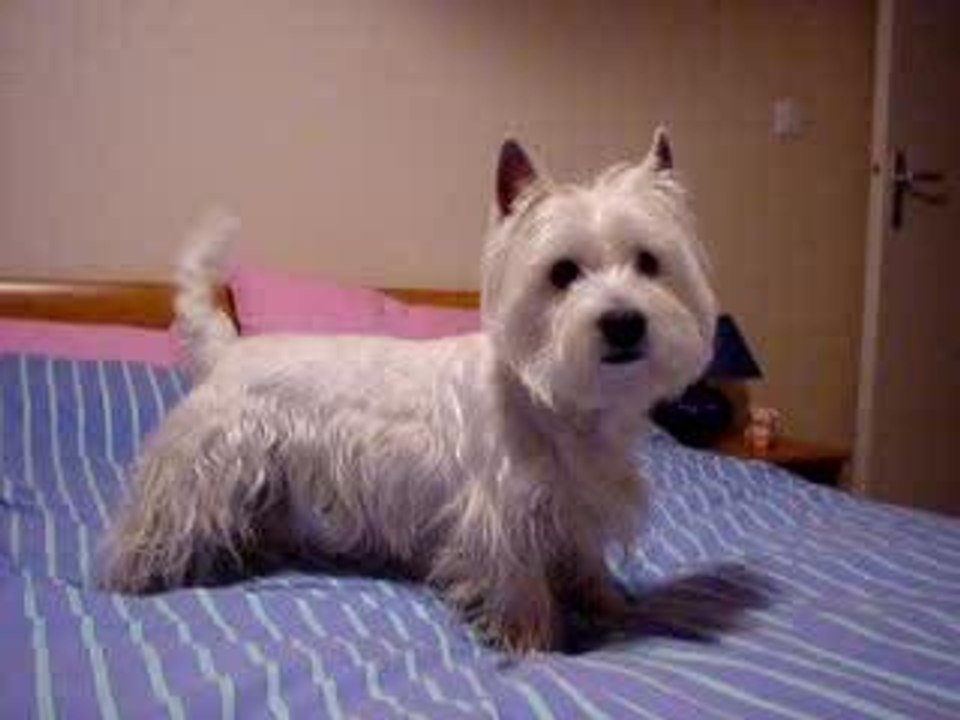 Titou