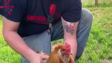 O que não deves fazer ao hipnotizar uma galinha!