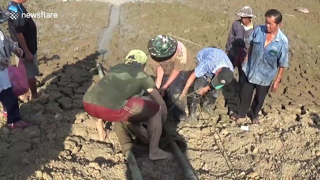 Thai villagers race to save giant catfish from drought-ravaged reservoir