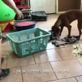Il apprend à son chien à ranger le linge !