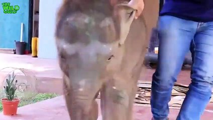 Ce bébé éléphant orphelin joue dans sa nouvelle maison !