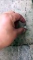 Créer un embouteillage de fourmis avec un simple caillou !