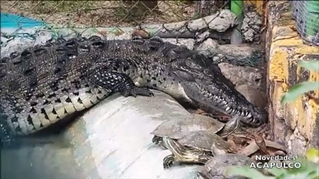 Ce crocodile a du mal à manger une tortue... Pas simple même avec de belles dents
