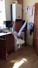 Une mouette s'incruste dans la cuisine et sème la panique dans la maison