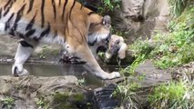 Premier bain pour ce bébé tigre sous les yeux de maman qui veille...