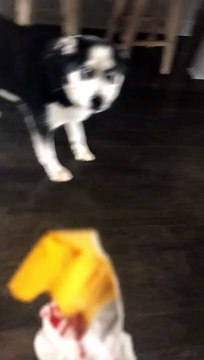 Husky Throws Ultimate Temper Tantrum