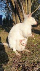 Albino Mother and Baby Wallaby Soak up the Sun