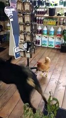 Chicken Chases Charlee