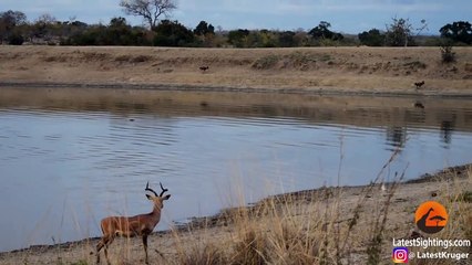 Impala vs Wild Dogs vs Crocodile vs Hippo