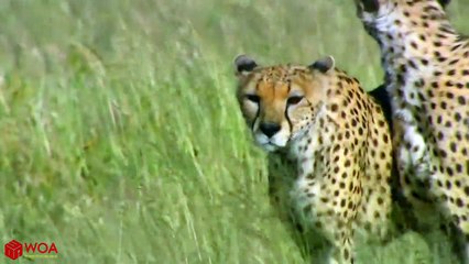 Mother Impala Fail To Protect Her Baby From Cheetah Hunting - Poor Baby Impala