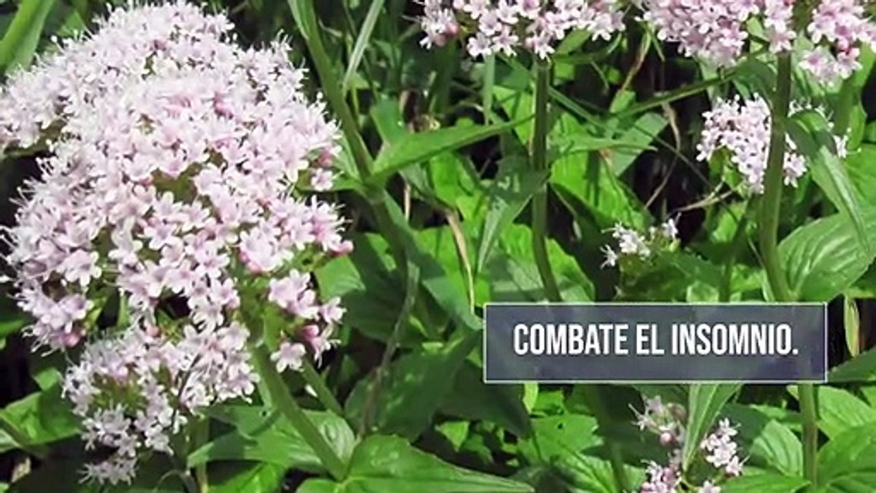 Daniel Esgardo Rangel Barón te cuenta de la valeriana en tu salud