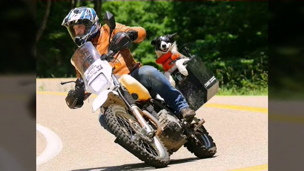 Cute dog riding motorcycle