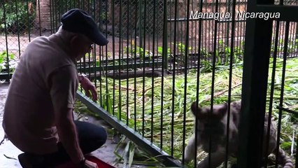 Two rare white tiger cubs find new home in Nicaragua