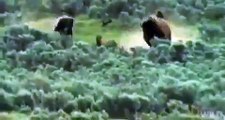 Bear Chases and Kills Bison Cub in front of Mother Bison!