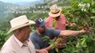 Falling coffee prices hit Colombian producers