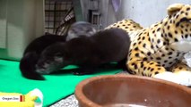 Two Orphaned River Otter Pups Find New Home