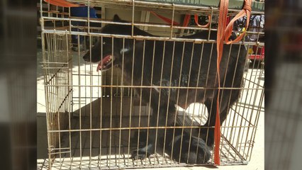 공원서 시민 공격한 들개 포획..."새끼 낳아 예민한 상태" / YTN