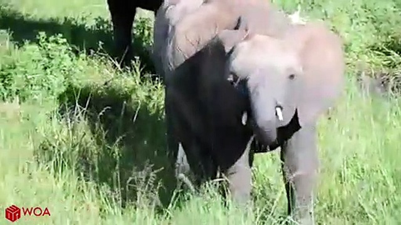 Amazing Elephant Save Baby Elephant From Crocodile Hunting _ Animals Hunting Fai