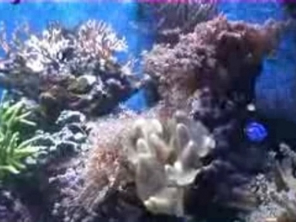 Aquarium