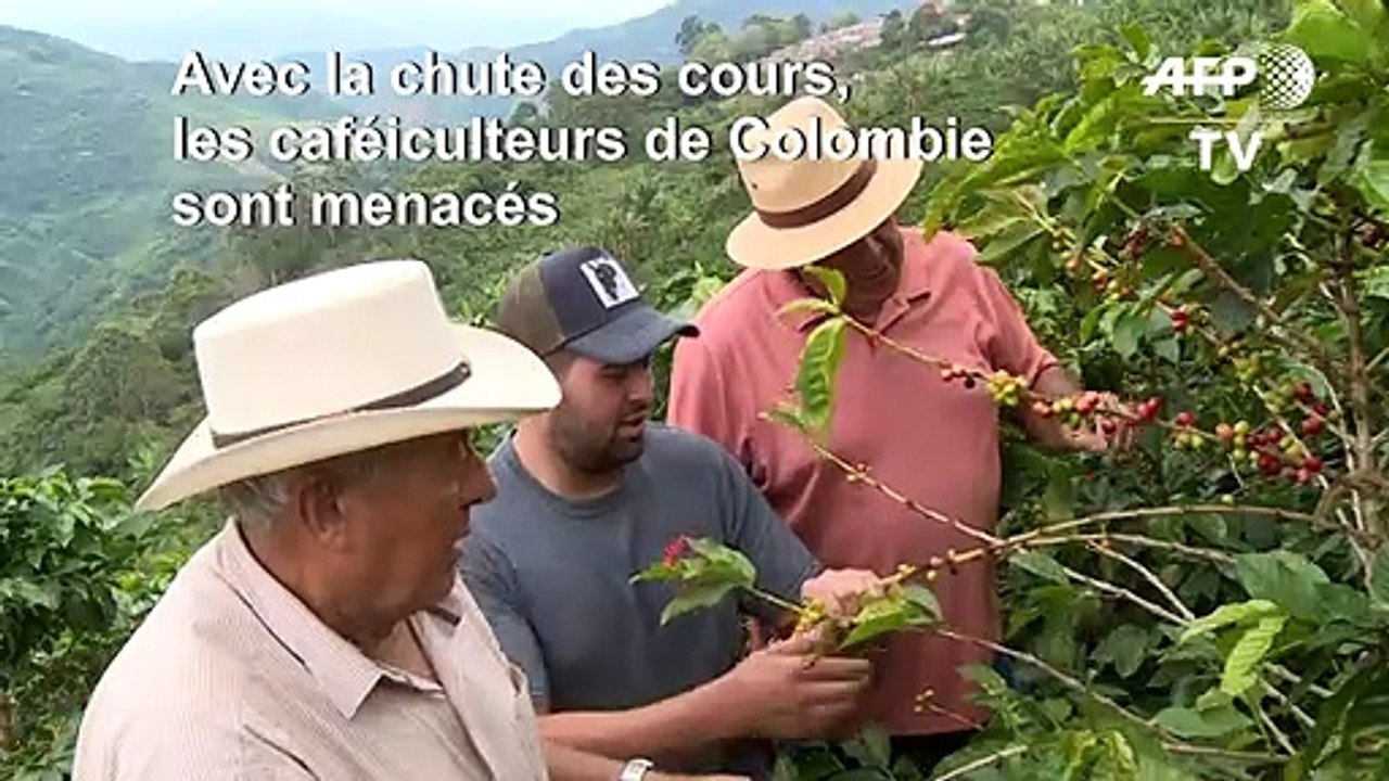 Colombie: la chute des cours sème la désolation chez les caféiculteurs