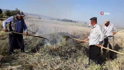 Arap ülkelerinin tutkusu 'firik'te hasat başladı