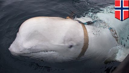 ロシアの生物スパイ?胴体にハーネス付けたシロイルカ見つかる ノルウェー - トモニュース