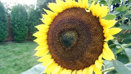 A Pure feeling of Love - Send this video to someone you love